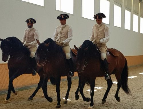 The Portuguese School of Equestrian Art