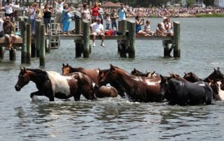 Chincoteague Pony Swim - Snaffle Travel