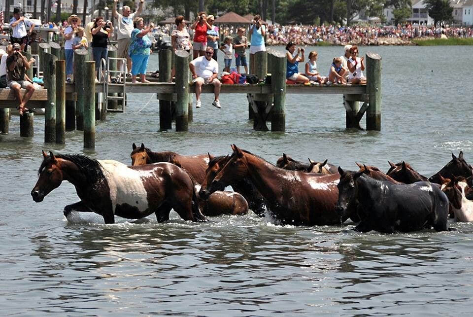 Chincoteague Island Annual Pony Swim Snaffle Travel