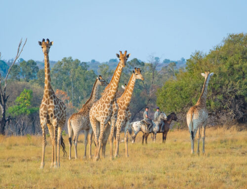 South Africa Horseback Safari