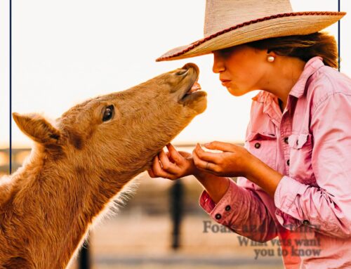 From Australia to Poland: Gary Rollans on the Art of Carriage Driving – Tania Huppatz, Equestrian Hub